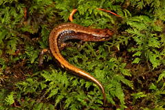 Desmognathus aeneus