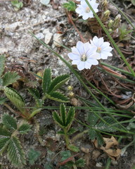 Gentianinae