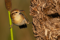 Rhionaeschna absoluta
