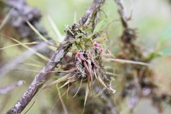 Platystele caudatisepala