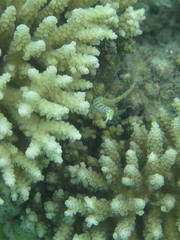 Corythoichthys intestinalis