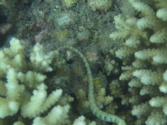 Corythoichthys intestinalis