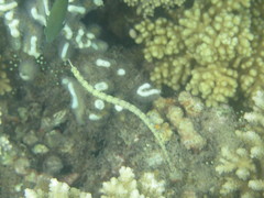 Corythoichthys intestinalis