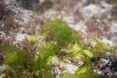 Ulva australis