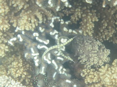 Corythoichthys intestinalis