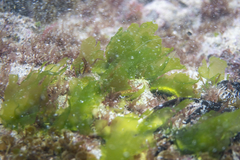 Ulva australis