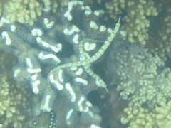 Corythoichthys intestinalis