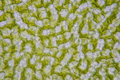 Ulva australis