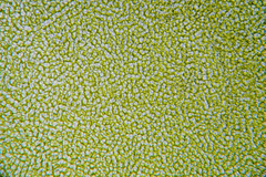 Ulva australis