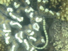 Corythoichthys intestinalis