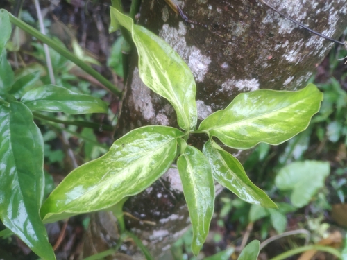 Syngonium angustatum
