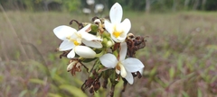 Spathoglottis micronesiaca