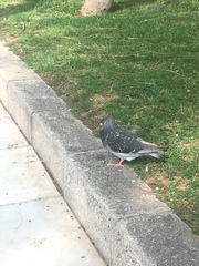 Columba livia domestica