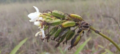 Spathoglottis micronesiaca