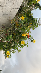 Allamanda angustifolia