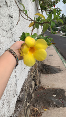 Allamanda angustifolia