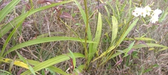 Spathoglottis micronesiaca