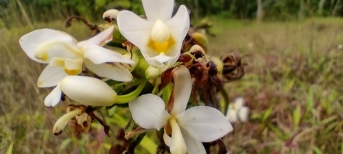 Image of Spathoglottis micronesiaca by no rights reserved