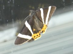 Lychnographa heroica