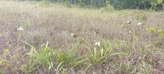 Spathoglottis micronesiaca