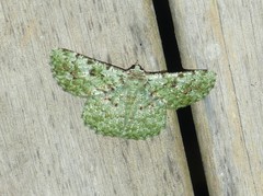 Aeolochroma viridicata