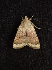 Abagrotis scopeops