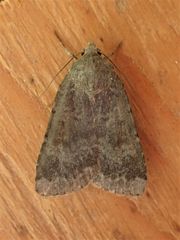 Abagrotis variata