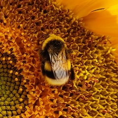 Bombus terrestris