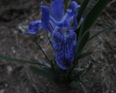 Iris kemaonensis