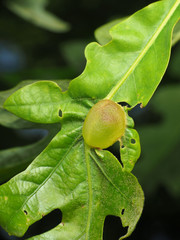 Neuroterus quercusirregularis