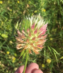 Trifolium vesiculosum