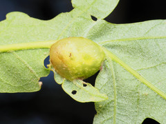 Neuroterus quercusirregularis