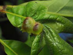 Neuroterus quercusirregularis