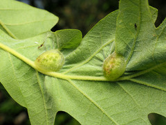 Neuroterus quercusirregularis