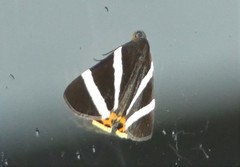 Lychnographa heroica