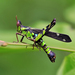 Monkey Grasshopper - Photo (c) Aleksey Gnilenkov, some rights reserved (CC BY)