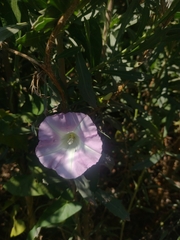 Calystegia sepium