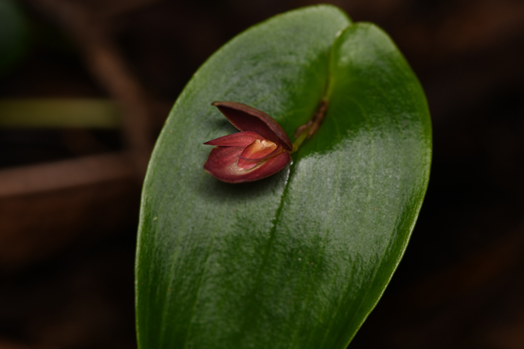 Pleurothallis gonzaleziorum