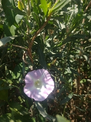 Calystegia sepium