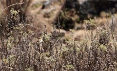 Cisticola lugubris