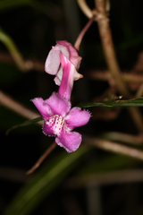 Drymonia conchocalyx