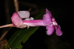 Drymonia conchocalyx