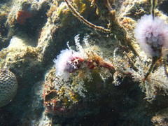 Clavelina picta