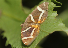 Chrysolarentia oxygona