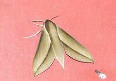 Theretra queenslandi