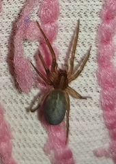 Araneomorphae