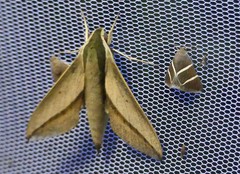 Theretra queenslandi