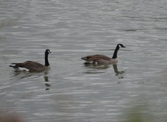 Branta canadensis moffitti