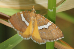 Chrysolarentia leucozona