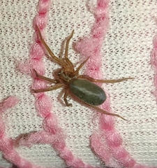 Araneomorphae